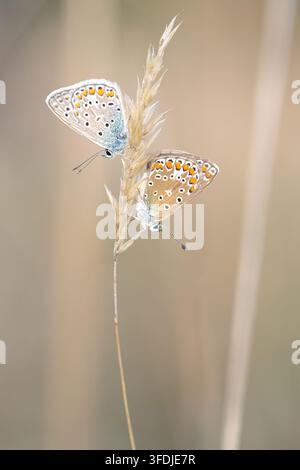 Zwei kleine Schmetterlinge ruhen zusammen auf einem trockenen Grashalm in sanftem natürlichem Licht Stockfoto
