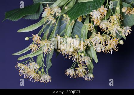 Blühende Lindenblüten mit grünen Blättern auf dunklem Hintergrund. Makrofotografie von Lindenblüte für Kräutertee, alternative Medizin und Naturheilkunde Stockfoto
