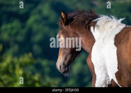 Ein Nahaufnahme-Porträt eines braunen und weißen Pinto-Pferdes, das seitlich blickt vor einem sanft verschwommenen grünen Waldhintergrund. Stockfoto