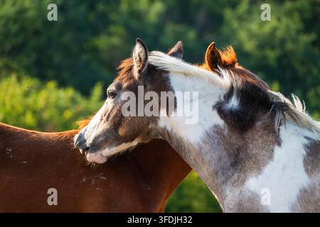 Eine Nahaufnahme zeigt zwei Pferde, die sich liebevoll pflegen und miteinander interagieren vor einem weichen grünen Hintergrund. Stockfoto