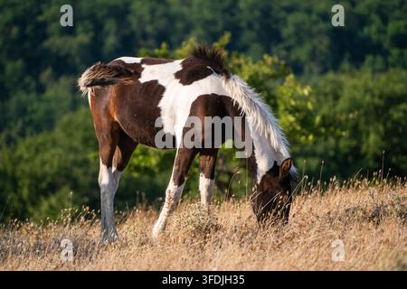 Ein braunes und weißes Pinto-Fohlen grast auf trockenem Gras in einer Wiese vor einem Hintergrund von üppigen grünen Bäumen. Stockfoto