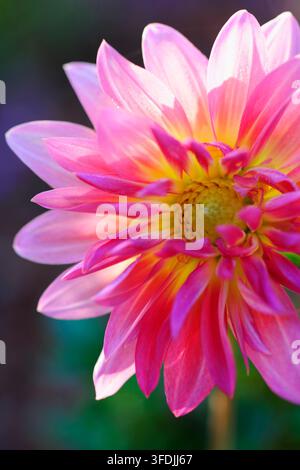 Die Morgensonne betont die Ränder der rosa Blütenblätter, die die gelbe Mitte einer Dahlie der Sorte Goodwill 90 umgeben. Stockfoto