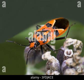 Zimtkäfer Rot und Schwarzer Schildkäfer Corizus hyoscyami Stockfoto