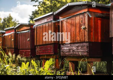 Eine Reihe von Holzbeuten steht über Gras in einer Freianlage. Metallabdeckungen und kleine Eingänge sind entlang der Vorderseiten der Beuten sichtbar. Stockfoto