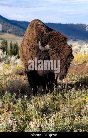 Vertikales Porträt eines großen männlichen amerikanischen Bison, der auf einem sonnenbeschienenen Salbeibuschhügel im Yellowstone-Nationalpark, Wyoming, brüllt und vokalisiert. Stockfoto