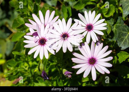 Weiße und lila afrikanische Gänseblümchen (Osteospermum) in Blüte Stockfoto