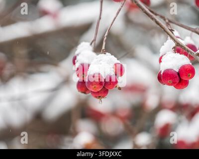 Gefrorene rote Äpfel mit Schnee bedeckt auf einem Ast auf einem verfärbten Hintergrund. Erster Schnee in der Stadt Stockfoto