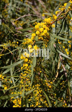 Lebendige gelbe Mimosa-Wattle-Blüten (Acacia saligna) im hellen Sonnenlicht Stockfoto