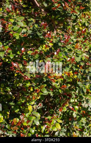 Lebendige rote Neuwachse und grüne Blätter des Red Robin Photinia Strauchs Stockfoto