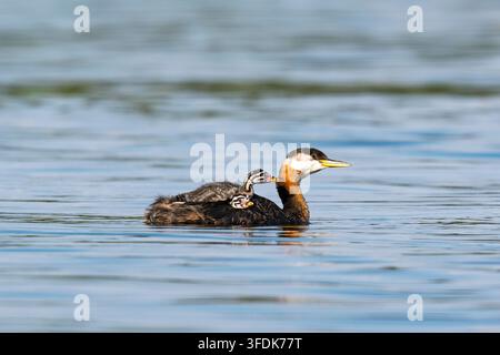 Red-necked Grebe, Podiceps grisegena Stockfoto