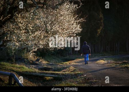 Pfad gesäumt von Pflaumenblüten in voller Blüte Stockfoto