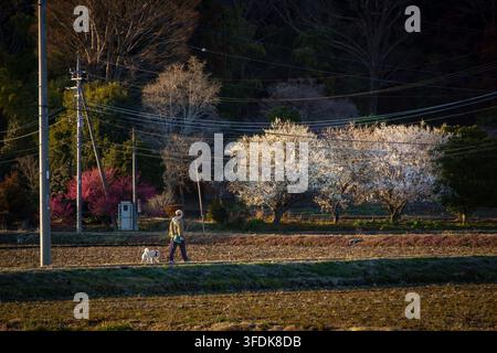 Pfad gesäumt von Pflaumenblüten in voller Blüte Stockfoto