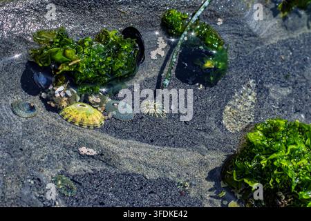 Nahaufnahme von Ohrn-Schnecke und leuchtend grüner Meereslunge vor dunklem Vulkangestein im Gezeitenökosystem von La Jolla, Kalifornien Stockfoto
