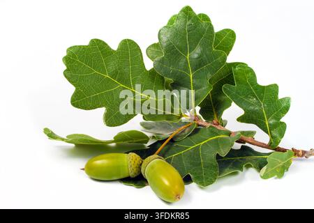 Eicheln und Eichenblätter auf weißem Hintergrund. Nahaufnahme eines jungen Eichenastes. Stockfoto