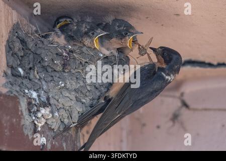 Eine Feldscherle (Hirundo rustica) bringt Nahrung zurück zum Nest, die hungrigen Nestlinge öffnen ihre Mäuler und betteln um Insekten und Futter. Stockfoto