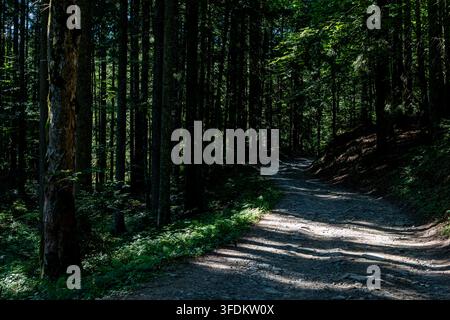 Schattiger Waldweg windet sich durch hohe Bäume, wobei Sonnenstreifen auf den Kiesweg fallen, kühles grünes Laub umgibt den Weg und lädt zu Ruhe ein Stockfoto