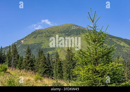 Junge Fichte im Vordergrund rahmt einen hellgrünen Berg und den umgebenden Wald unter einem blauen Himmel und bietet eine frische alpine Perspektive mit knackiger Stockfoto