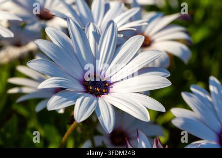 Makroaufnahme von weißer und lila afrikanischer Daisy (Osteospermum ecklonis) im Sonnenlicht Stockfoto