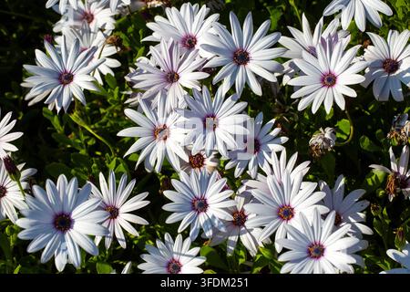 Lebendiges Feld mit lila und weißen afrikanischen Gänseblümchen (Osteospermum) im Frühlingssonnenschein Stockfoto