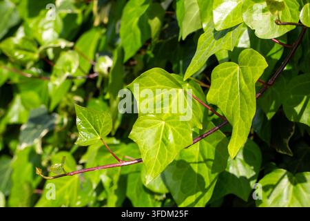Üppige grüne englische Efeublätter (Hedera helix) Stockfoto