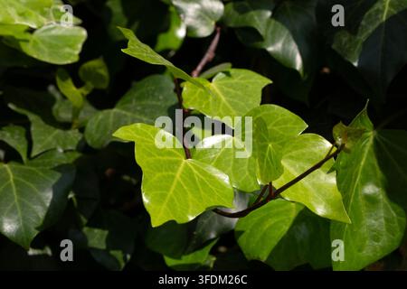 Üppige grüne englische Efeublätter (Hedera helix) Stockfoto