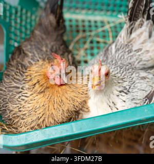 Geflügelzucht und Bio-Landwirtschaftskonzept mit zwei Hennen, die in einem grünen Korb mit Stroh für die Freiland-Eierproduktion ruhen, nachhaltige Viehwirtschaft. Stockfoto