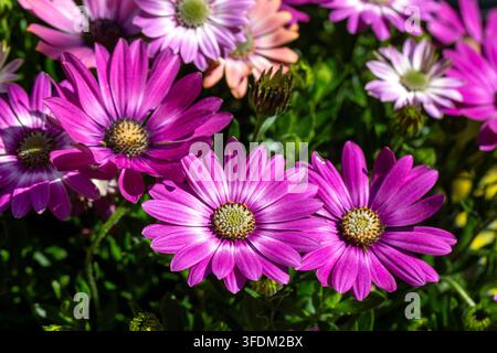 Lebendige lila afrikanische Gänseblümchen (Osteospermum ecklonis) blühen im Frühlingssonnenschein Stockfoto
