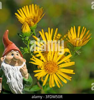 Elecampane, Inula helenium, blühend im Sommer Stockfoto