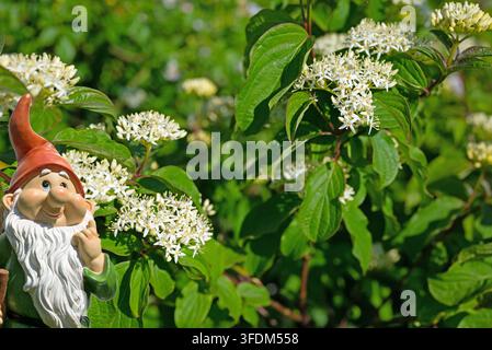 Ein blühender roter Hartriegel im Frühling Stockfoto