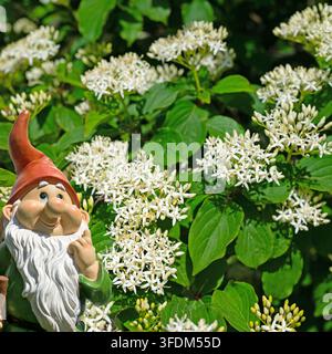 Ein blühender roter Hartriegel im Frühling Stockfoto