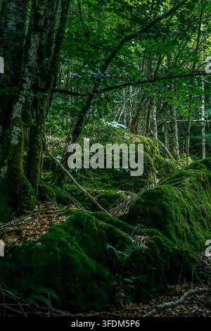Moosige Felsen in dichtem grünem Wald mit hohen Buchenbäumen, üppige Vegetation, tiefe Waldlandschaft, natürliches Laub, friedliche Ökoszenz Stockfoto