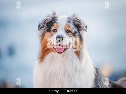 Porträt eines Australian Shepherd Hundes mit blauem Merle-Fell Stockfoto