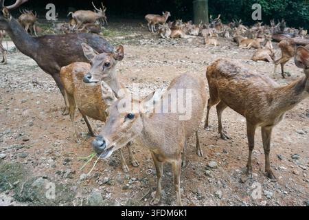 Herde von Javan-Rusa-Hirsen in einem Schutzgehege im Taman Safari Bogor, Indonesien. Im Vordergrund grast ein Hirsch an Gras zwischen einer großen Gruppe, die sich ausruht Stockfoto