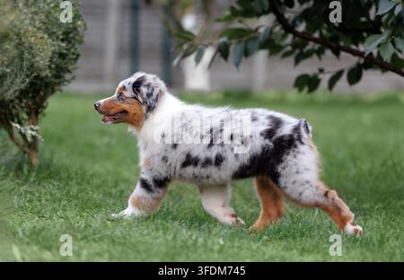 Blue Merle Australian Shepherd Welpe rennt auf dem Rasen im Hinterhof, freudige Bewegung, verspielte Energie, häusliches Outdoor-Leben, Sommergarten. Stockfoto
