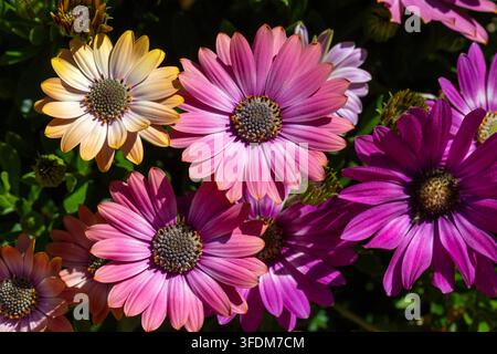 Lebendige afrikanische Gänseblümchen Osteospermum in lila, rosa und orange Farben, die im Garten blühen Stockfoto