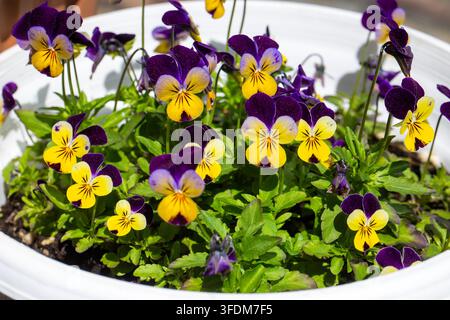 Nahaufnahme von lila und gelben Wilden Stiefmütterchen (Viola tricolor) in einem weißen Topf blühend Stockfoto