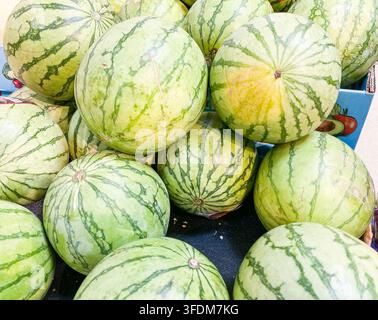 Ein Stapel frischer, ganzer grüner Wassermelonen, die in einer Supermarktauslage präsentiert werden Stockfoto