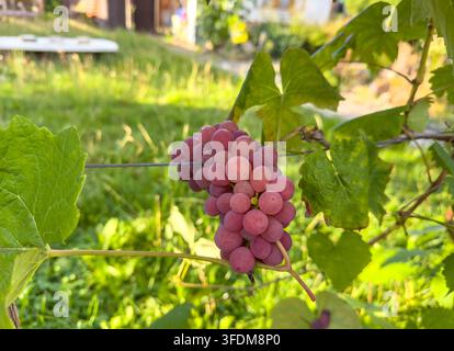 Nahaufnahme von reifen roten Trauben, die an einer Weinrebe in einem Garten wachsen. Frische Traubenbeeren zeigen natürliche Früchte, Hausgärtnerei, Weinbau Stockfoto