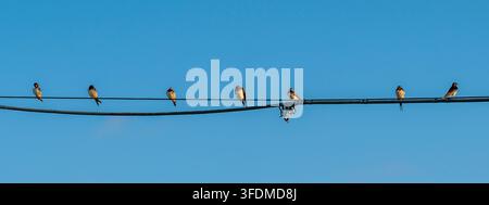Ein Schwarm von sieben Schwalben, der auf einem in der Luft gespannten Telekommunikationskabel sitzt, vor dem blauen Himmel Stockfoto