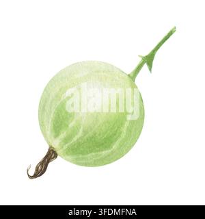 Grüne Stachelbeere. Handgemalte Aquarellillustration isoliert auf weißem Hintergrund für Verpackung, Branding, Lebensmittletiketten, Logo, Rezepte, Speisekarte, Kochbuch Stockfoto