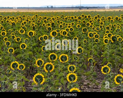 Endlose Reihen von leuchtend gelben Sonnenblumen wenden sich der Sonne zu über einem ländlichen Agrarfeld und erzeugen ein rhythmisches Muster aus grünen Stängeln und goldenen Blüten Stockfoto