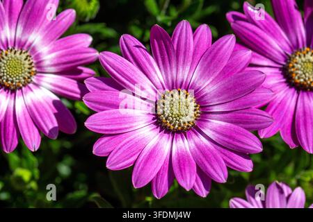 Nahaufnahme einer leuchtend rosa und lila Afrikanischen Aster (Osteospermum ecklonis) in voller Blüte. Stockfoto