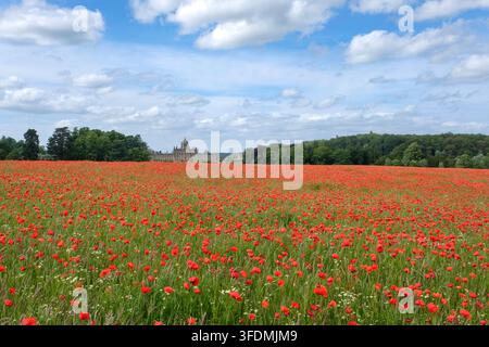 Mohnblumen auf einem Feld vor Castle Howard, North Yorkshire Stockfoto