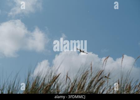 Möwe fliegt über die Spitzen des Dünengrases unter einer großen weißen Cumuluswolke, Hvide Sande, Jütland, Dänemark, August. Stockfoto