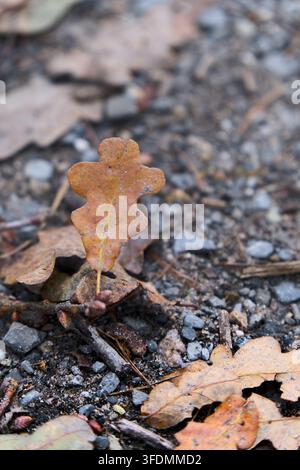 Ein einzelnes braunes Eichenblatt steht aufrecht zwischen Kies und gefallenen Blättern auf dem Waldboden, Deutschland, Oktober. Stockfoto