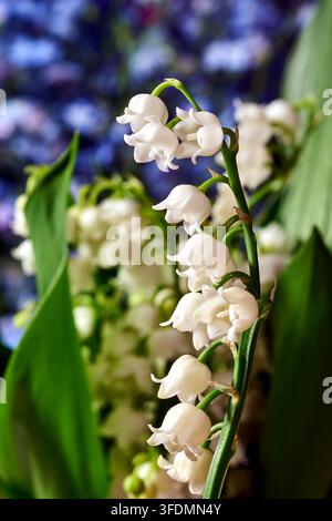 Eine Gruppe von kleinen weißen Lilien des Tals blüht auf einem Stamm im Garten im Frühjahr, Polen Stockfoto