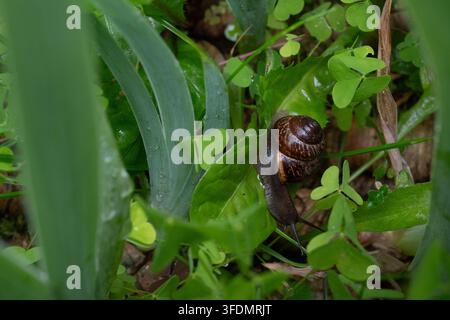 Eine braune Gartenschnecke kriecht auf einem nassen grünen Blatt, umgeben von Klee. Die glänzende Schale und die Wassertropfen erzeugen eine frische Sommer-Wildtier-Makroaufnahme. Grea Stockfoto