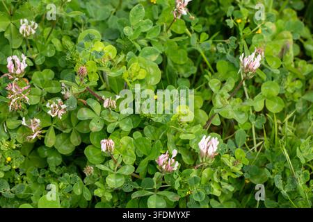 Weiße und rosa wilde Klee Trifolium Repens Blüten, die auf einer grünen Wiese blühen Stockfoto