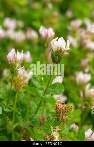 Weiße und rosa wilde Klee Trifolium Repens Blüten, die auf einer grünen Wiese blühen Stockfoto