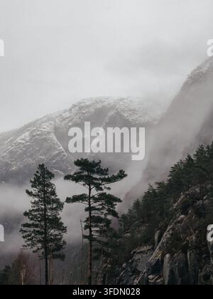 Eine stimmungsvolle und atmosphärische Winterlandschaft in Norwegen, mit hohen Kiefern im Vordergrund und steilen, schneebedeckten Bergen, die sich dramatisch erheben Stockfoto